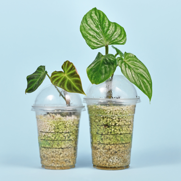 Upcycling gobelet devenu pot de fleurs