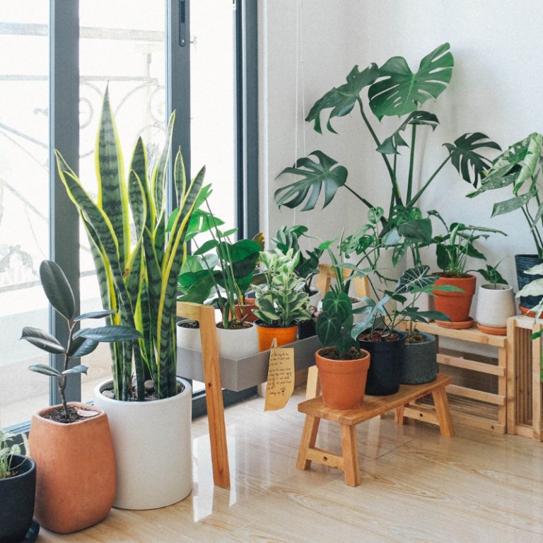 Plantes d'intérieur dont monstera