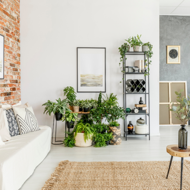 Studio avec plantes